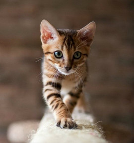 бенгальские котята 4