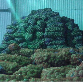 Картофель Оптом от 20 тонн. Доставка!