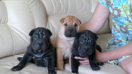 Продам щеночков Шар пея