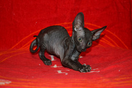 Красавица - кошечка Корниш рекс 5