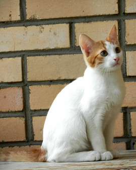 отдам в добрые руки с подарками