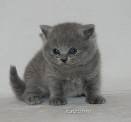 Британские котята от питомника Elenicat*ru
