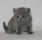 Британские котята от питомника Elenicat*ru
