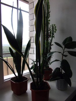 Комнатные растения