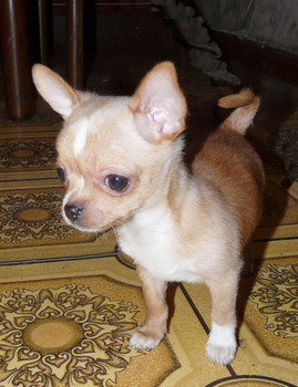 Продам перспективного мальчика чихуахуа