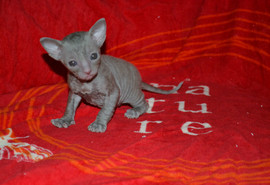 Кудрявая роскошь - Корниш рекс