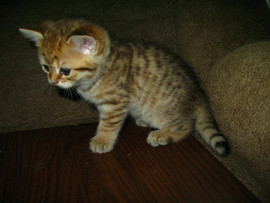 Британская кошечка. 2