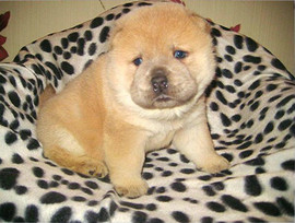 Щенки Чау-Чау и Смуфы