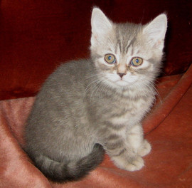 Шотландские котята