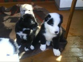 продаю щенков Алабая с родословной