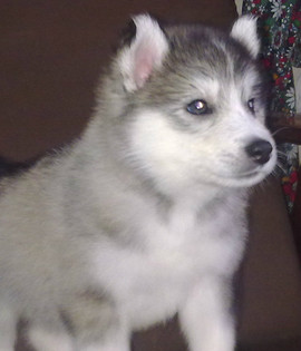 Хаски щенок продаю недорого 5