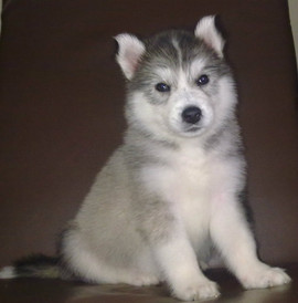 Хаски щенок продаю недорого 3