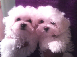 продаю щенки мальтезе