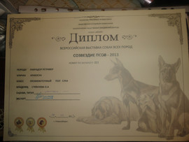 Продам отличных щенков лабрадора 5