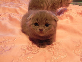 шотландские котята с документами 5