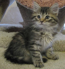 Сибирские котиеиредкого окраса 4