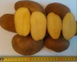 Картофель оптом Скарб 5+ от производителя РБ, цена 11 руб./кг.