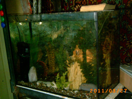 Продажа аквариумов