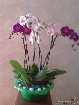 Продаю композицию из орхидей