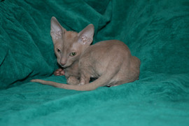 Изумительные котята корниш рекса 2