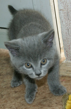 Шотландский супер кот 2