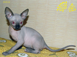 КАНАДИКАМ 2 МЕСЯЦА 2