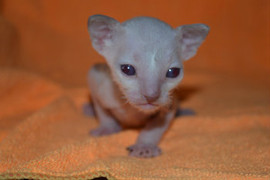 Элитные кудрявые котята Корниш рекс 9