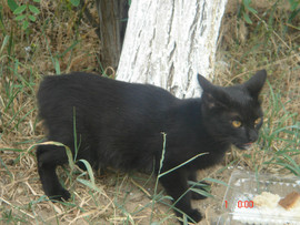 Отдам в добрые руки 4