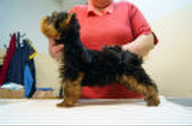 Щенок йоркширского терьера