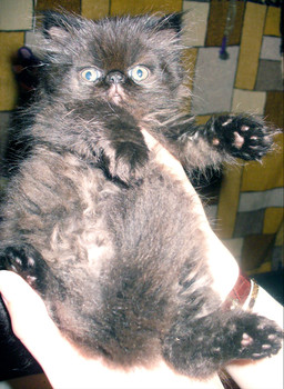 Персидские котята