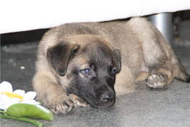 Очаровательная Чара, 1,5 мес., ищет уютный дом и заботливого хоз 4