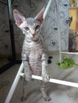 Продам котенка породы донской сфинкс