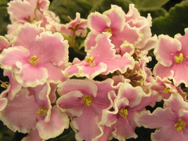 чудесные сенполии и фуксиии 3