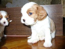 Кавалер Кинг Чарльз спаниель.