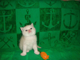 Забавные толстощёкие мордашки. 2