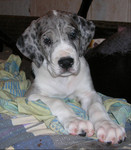 Продаю щенка немецкого дога серомраморного окраса - девочку