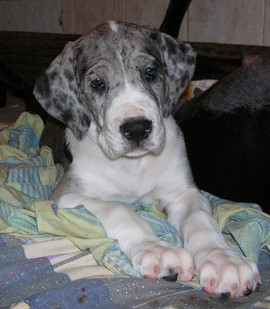 Продаю щенка немецкого дога серомраморного окраса - девочку