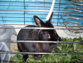Продам кролика 2