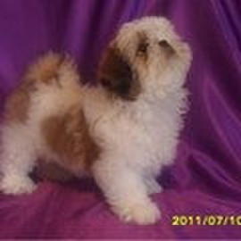 Ши-тцу щенки