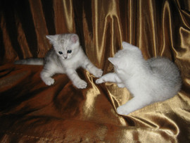 Шотланские страйты