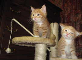 Аборигены Курильских островов для Вас. 2