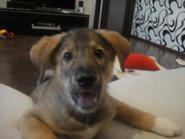 Щенок в Ваш дом.