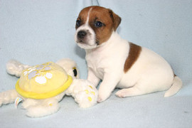 Джек рассел терьер – щенки из кф « Маска».