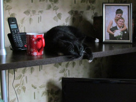 Черная кошечка Парма ищет семью! 3