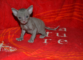 Кудрявая роскошь - Корниш рекс 5