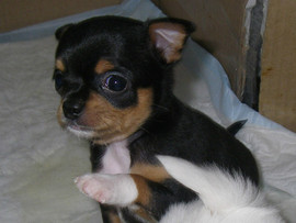 Продаются щенки Чихуахуа 5