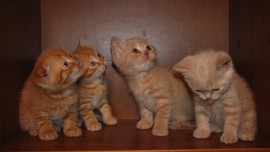 Предлагаю шотландских страйт котиков