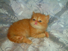 Забавные толстощёкие мордашки.