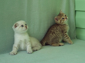 Шотландские котята интересных окрасов.