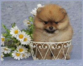 Щенки померанского шпица. 2